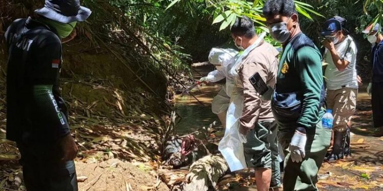 Tim gabungan TNBNW ke-lokasi taman kawasan melihat sejumlah hewan satwa tewas. Dok/Antara