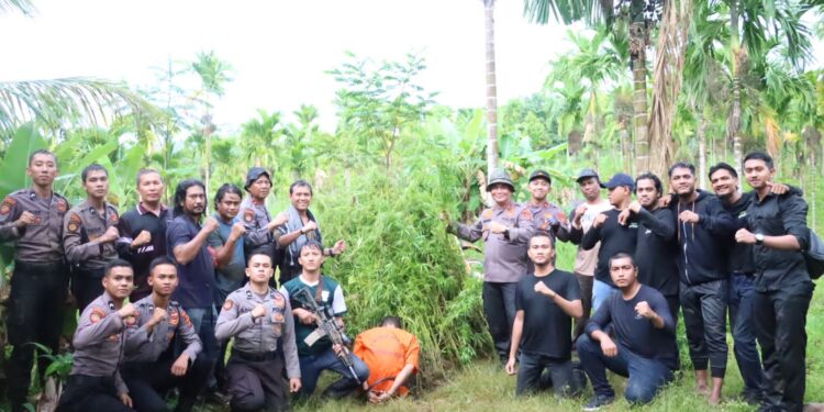 Polres Aceh Utara Musnahkan 5 Hektar Ladang Ganja di Sawang