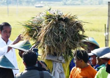 Presiden Jokowi Harapkan Panen Raya di Jabar Tambah Cadangan Beras Nasional