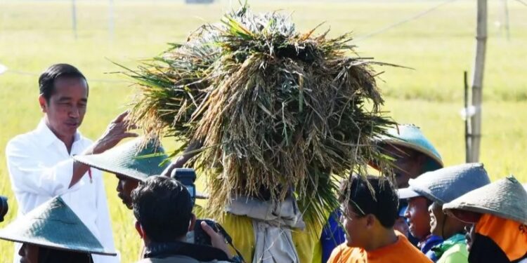 Presiden Jokowi Harapkan Panen Raya di Jabar Tambah Cadangan Beras Nasional