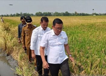 Plt Menteri Pertanian Panen Raya dan Tanam Padi di Kabupaten Sukoharjo