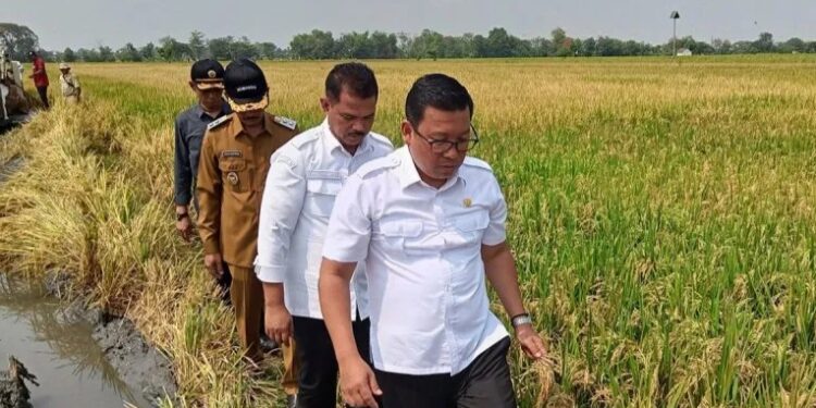 Plt Menteri Pertanian Panen Raya dan Tanam Padi di Kabupaten Sukoharjo