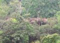 Belasan Gajah Liar Memasuki Ke- Perkebunan Warga di Ulok Mukti, Wilayah Pesisir Barat