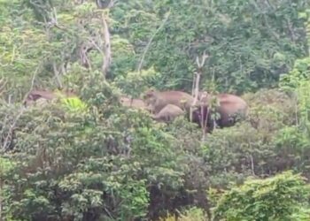Belasan Gajah Liar Memasuki Ke- Perkebunan Warga di Ulok Mukti, Wilayah Pesisir Barat
