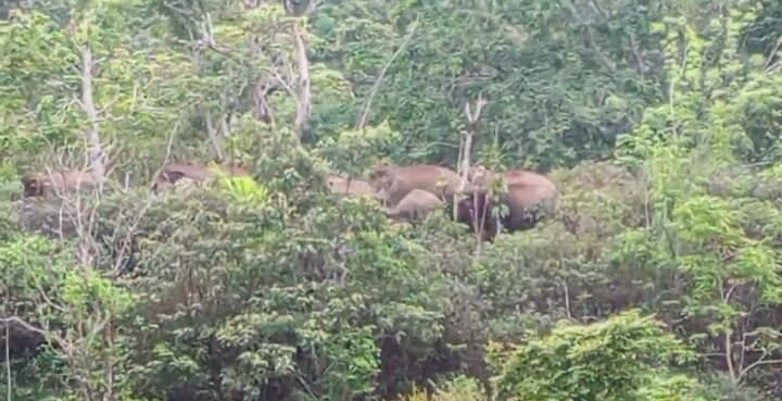 Belasan Gajah Liar Memasuki Ke- Perkebunan Warga di Ulok Mukti, Wilayah Pesisir Barat